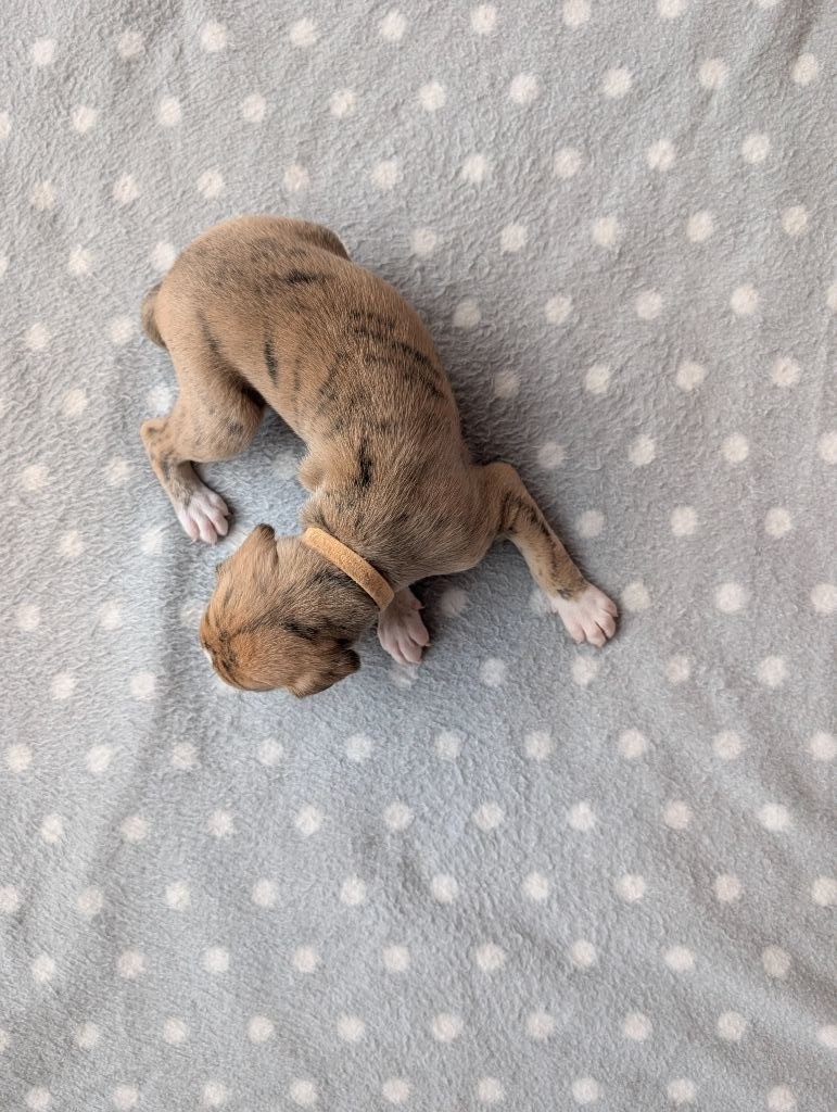 Du Coeur Des Dômes - Chiot disponible  - Whippet