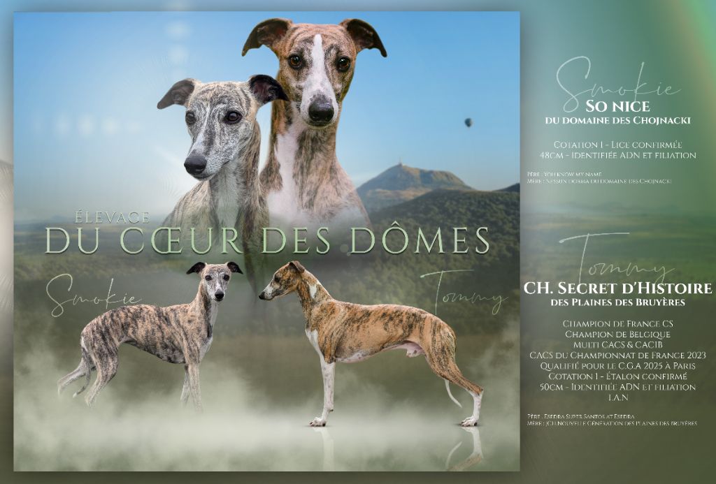 chiot Whippet Du Coeur Des Dômes